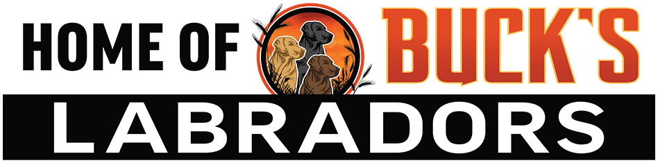 HOME OF BUCK'S LABRADORS